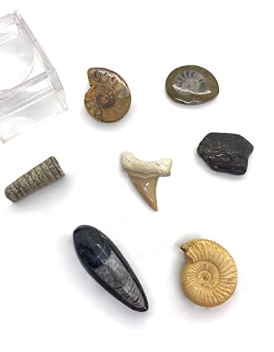 Fossilien Set - Sammlung von 7 echten,...